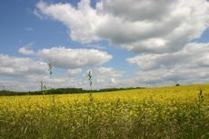 Rapsfeld-1.jpg
